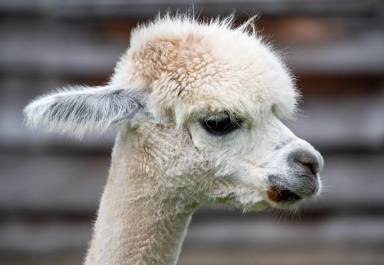 Alpaca tekenen: Stap-voor-stap gids voor beginners