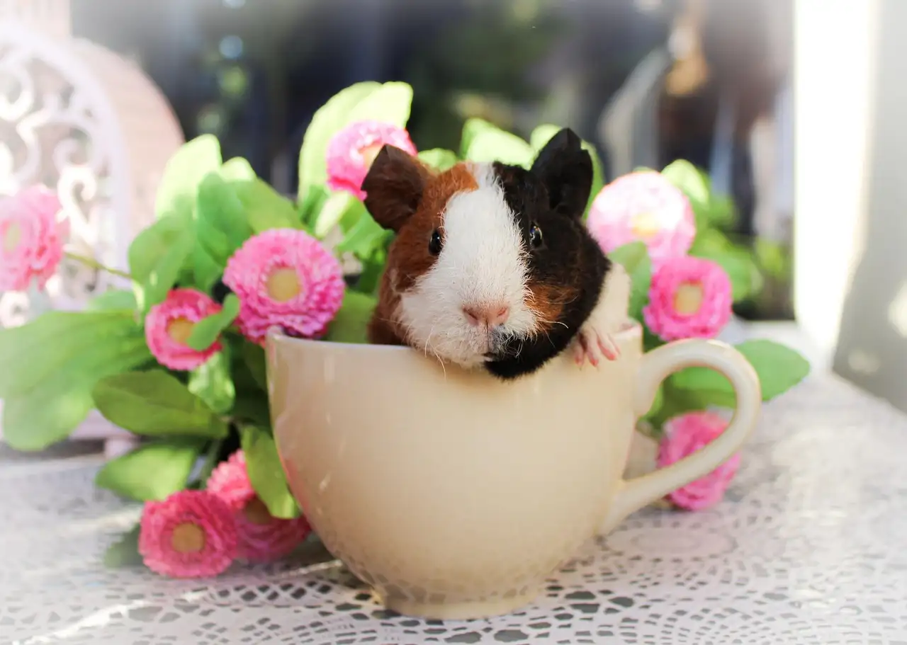 Cavia tekenen: Herken de signalen van uw huisdier