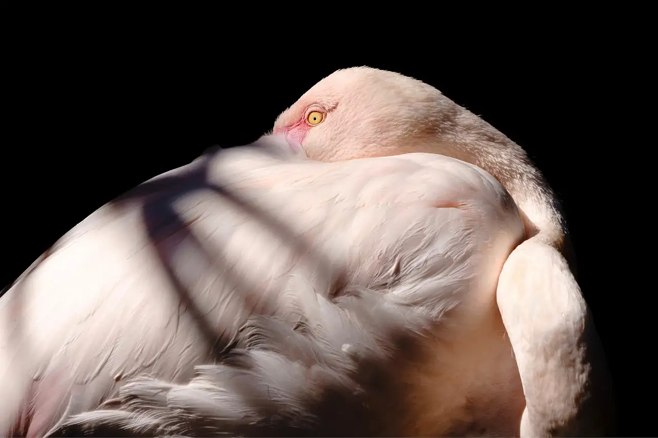 Flamingo tekenen: Stap-voor-stap handleiding en tips