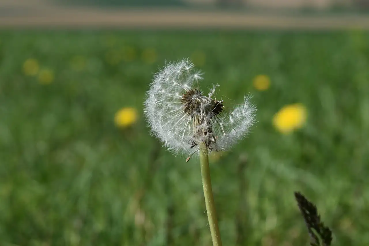 Leer hoe je eenvoudig gras tekent met deze stappen