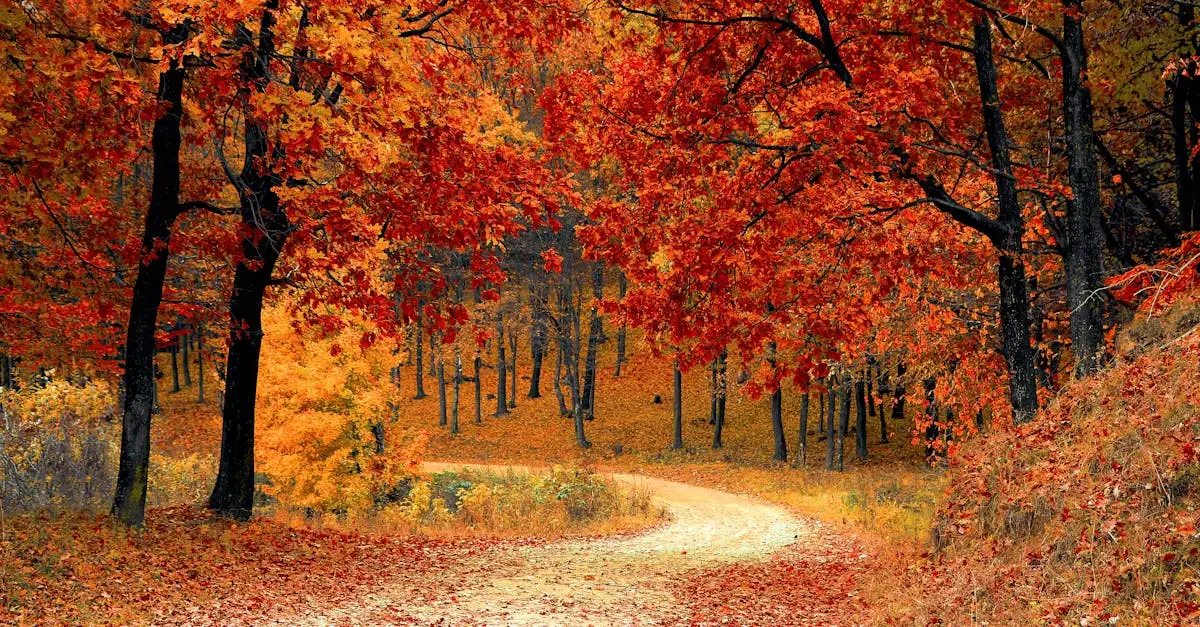 Herfst tekenen: Wat zijn de belangrijkste kenmerken?