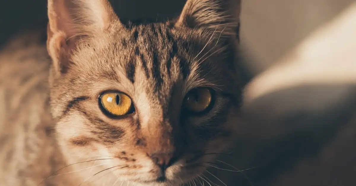 Hoe teken je een kattenhoofd? Stap-voor-stap gids