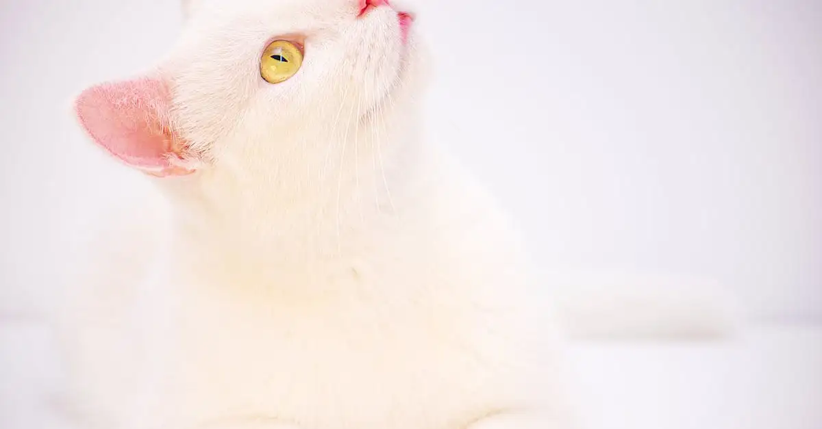 Eenvoudig kattenhoofd tekenen: Stap-voor-stap handleiding