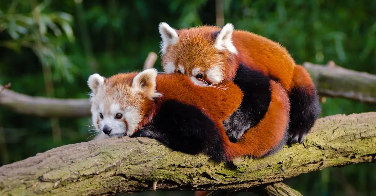 Kawaii dieren tekenen: Leer stap voor stap schattige figuren