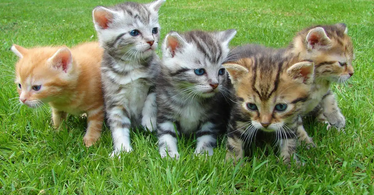 Leer hoe je schattige kittens tekent in simpele stappen