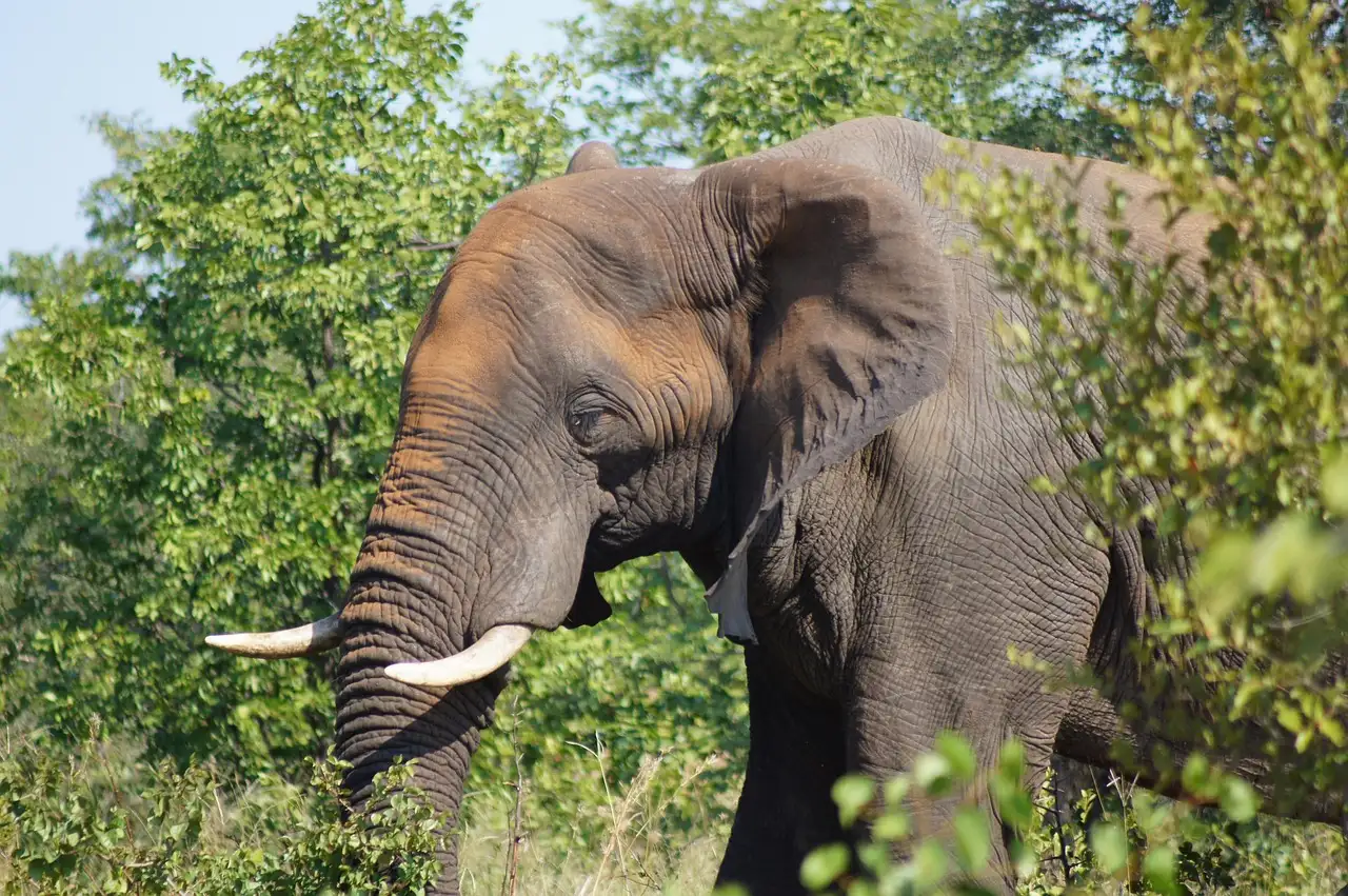 Leer hoe je een olifant tekent in eenvoudige stappen